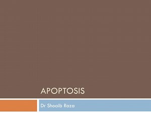 Apoptosis - SlideServe