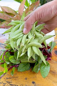 Kabute, Bataw at Alugbati sa Monggo! 😋 | Leo Cabural