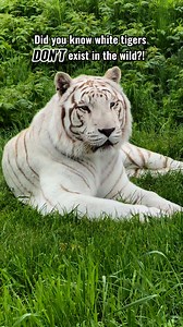It’s true— the are NO white tigers in the wild! 🙀👉 Here are the facts you need to know: ⚪️ White tigers AREN’T their own species— they are a manifestation of a recessive gene in Bengal Tigers ⚪️ ALL white tigers ONLY exist in captivity, are a product of inbreeding, and all descend for one white tiger captured in the 1950’s ⚪️ 1 in 10,000 tigers are born with the white gene naturally. Inbreeding is the short cut— inbreeding increases the probability of the gene being expressed ⚪️ So why do we s
