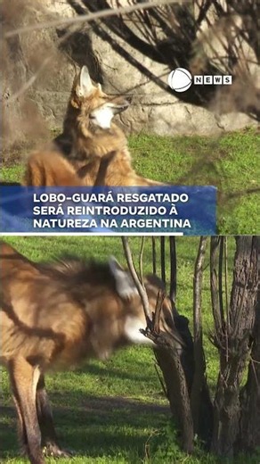 Lobo-Guará resgatado será reintroduzido à natureza. 📲 #RecordNews #Notícias #Shorts