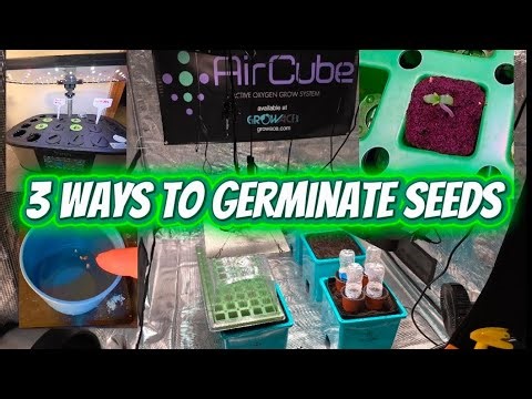 3 different ways to germinate seeds.rapid rooters, water/peroxide, mini hydro.