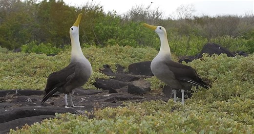 How a sage grouse reacts when a rival male interrupts his display