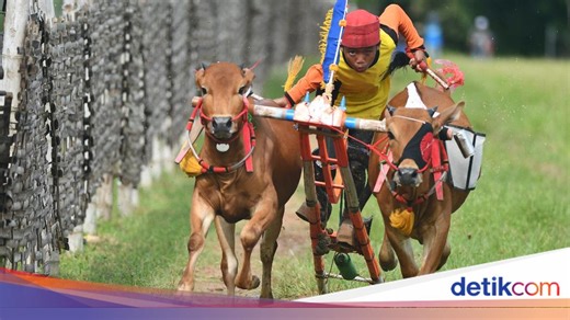Mengenal Karapan Sapi, Tradisi Khas Masyarakat Madura