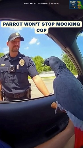 You’ll lose it at the end 😂🦜 #bodycam #virtualpatrolusa #funnyanimals #cops #talkingparrot #viralvideoシ #viralchallenge #viralvideoシfyp #comedy #usapatrol #funnyvideos #usa #canada #australia #uk #cute #baby | Virtual Patrol USA