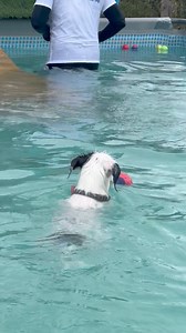 19K views · 1K reactions | Small dog pool party! Cuteness overload  | Canine Dip and Dive Maldon | Facebook