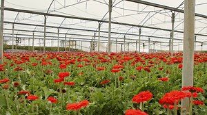 Caring For Geraniums