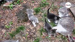 Stray cat introduces her kittens to the kind-hearted woman who fed her