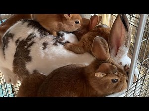 Tips for raising rabbits