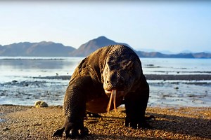 Trailer for Planet Earth II