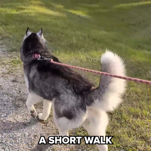 Husky has the Cutest Bedtime Routine Ever! | Gone to the Snow Dogs