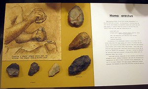 Homo erectus and the paradox of human tools