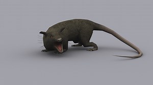 GIANT RAT ( rigged, skinned, animated )