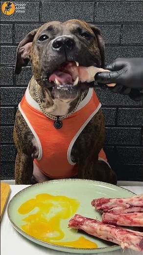 asmr pitbull dog eating raw chicken drumstick In a few seconds!!