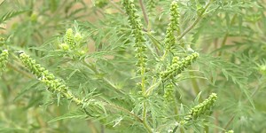 Ragweed season runs amuck