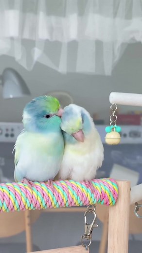 bird Coos sur TikTok