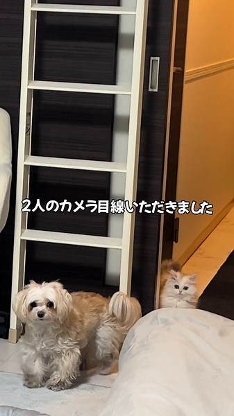 分離不安症が治りました#犬 #分離不安 #分離不安症 #犬のいる生活 #そあまる