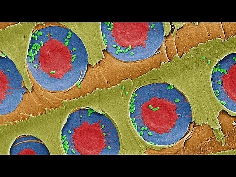 Making Simple xylem filter from Pine tree for providing safe drinking water.