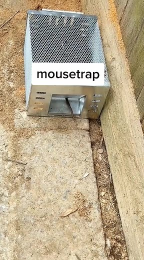 Mouse Trap Interaction: Agile Brown Mouse Explores
