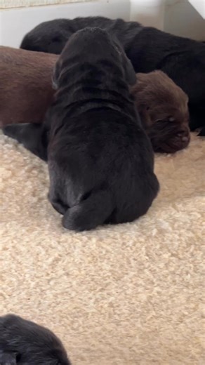 12K views · 717 reactions | Halloween  growls and grumbles  | Fairfax Pines Labrador Retrievers | Facebook