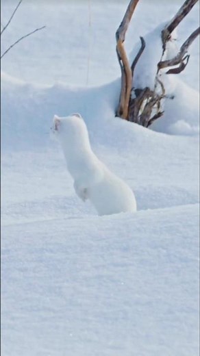 The Color-Changing Ermine: Nature’s Agile Hunter #Ermine #Stoat #MustelaErminea