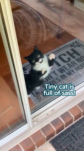 Dwarf cat makes owners laugh all day long! 😂 #tinycat #funnycat #cuddlebuddies | Cuddle Buddies