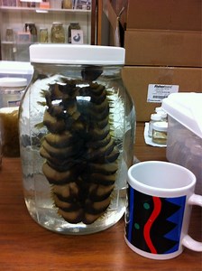 Giant scale worm