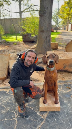 Full creative process for this Rhodesian Ridgeback 🧡 #doglover #rhodesianridgeback #chainsaw #wood #sculpture | Michael Jones Chainsaw Sculptor