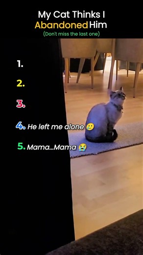 Cat Thinks...She Left Abandoned 😭#cat #abandoned #shorts