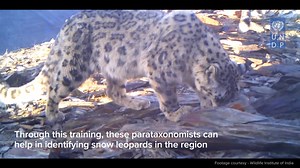 Recovering key species like #SnowLeopard  is crucial for ecosystem restoration  Watch ️ how @UNDPinIndia trained local youth in #Uttarakhand to monitor wildlife species , while also providing employment opportunities. | UNDP in India | Facebook