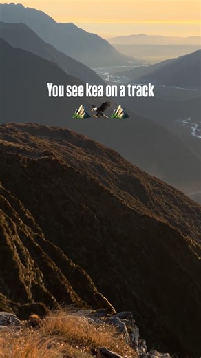 Hike with me (@hikewithmenz) • NZ hiking • on Instagram: "Kea! I’ve seen them many many times but still get so excited every time I see them! Truly unique birds 🦜 that live in the mountains ⛰️ #keabird #alpineparrot #arthurspass #hikingnewzealand #southislandnz"