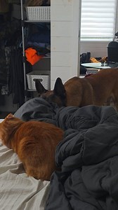 557K views · 17K reactions | Tommy Gauthier on Reels | Facebook