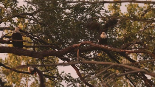 Just after sunset, the eagle trio were all roosting on the branch right off of their nest. it seemed like they were going to stay for the night, but suddenly they all flew off from their perch one after the other and headed down the road. I don't know what it was that caught their attention, but a couple of minutes later they all returned. | Chris Sinclair