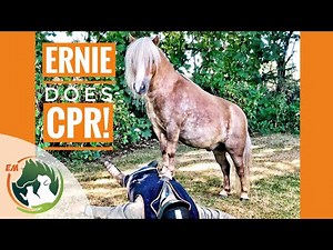 Funny Lifesaving CPR with Albert & Ernie