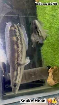 Snake Head🥵🔥!!