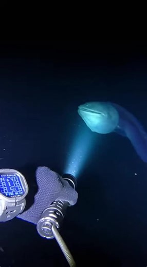 They told us the deep ocean was empty... they lied. 💀🌊 #thalassophobia #deepsea #oceanhorror #scary #gulpereel