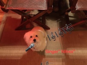 Cute Havanese dog! Singing, Dancing and wanted to be an Actor!