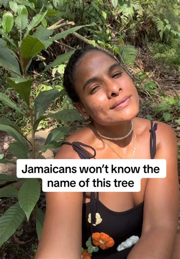 Discovering the Mamey Tree: A Tropical Delight