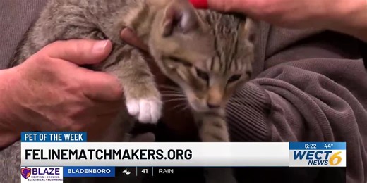 Pet of the Week: Bazooka from Feline Matchmakers