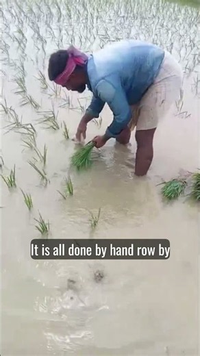 From Seed to Harvest: The Complete Rice Farming Journey 🌾