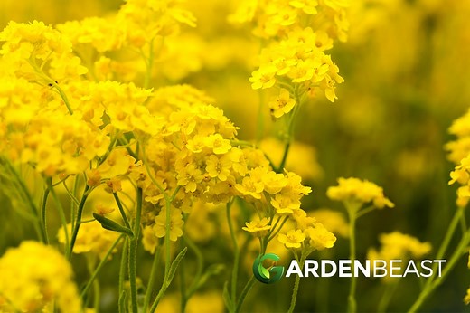 Basket of Gold Guide: How to Grow & Care for “Aurinia Saxatilis”