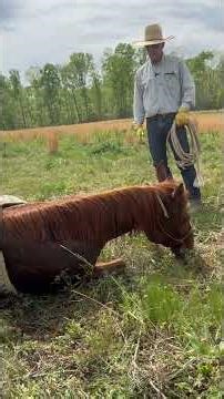 Layed axoius horse down in the feild