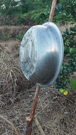 Chemical-free catapult, Iron Sounds Repel Birds