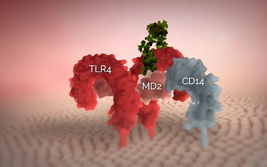 【TLR4受体】LPS with Toll-like receptor 4 signalling.