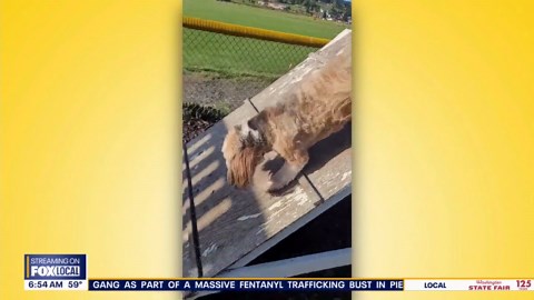 Pet Tricks for Friday, August 22