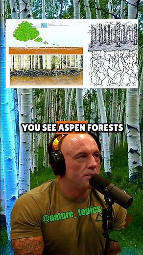 Aspen Trees Are All One Giant Plant | Joe Rogan & Paul Stamets
