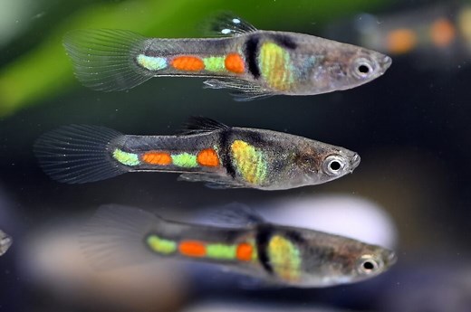 El Tigre Endler - Poecilia wingei Fish Profile & Care Guide