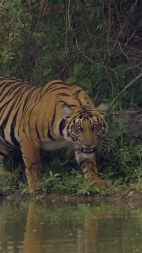 The Silent Killer of the Jungle – Bengal Tiger 🐅 #information #tiger #shorts #edit #youtubeshorts