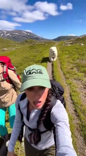 Polar Bear Chase! Then a Musk Ox SAVED US! 😱🙏 #wildlife #Greenland #nature