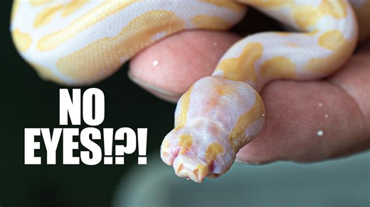 Blind and Deformed Ball Python Hatchling: Will It Survive?