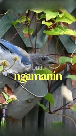 Interesting facts about Blue Jays #facts #animals #ultimatefacts #bluejay